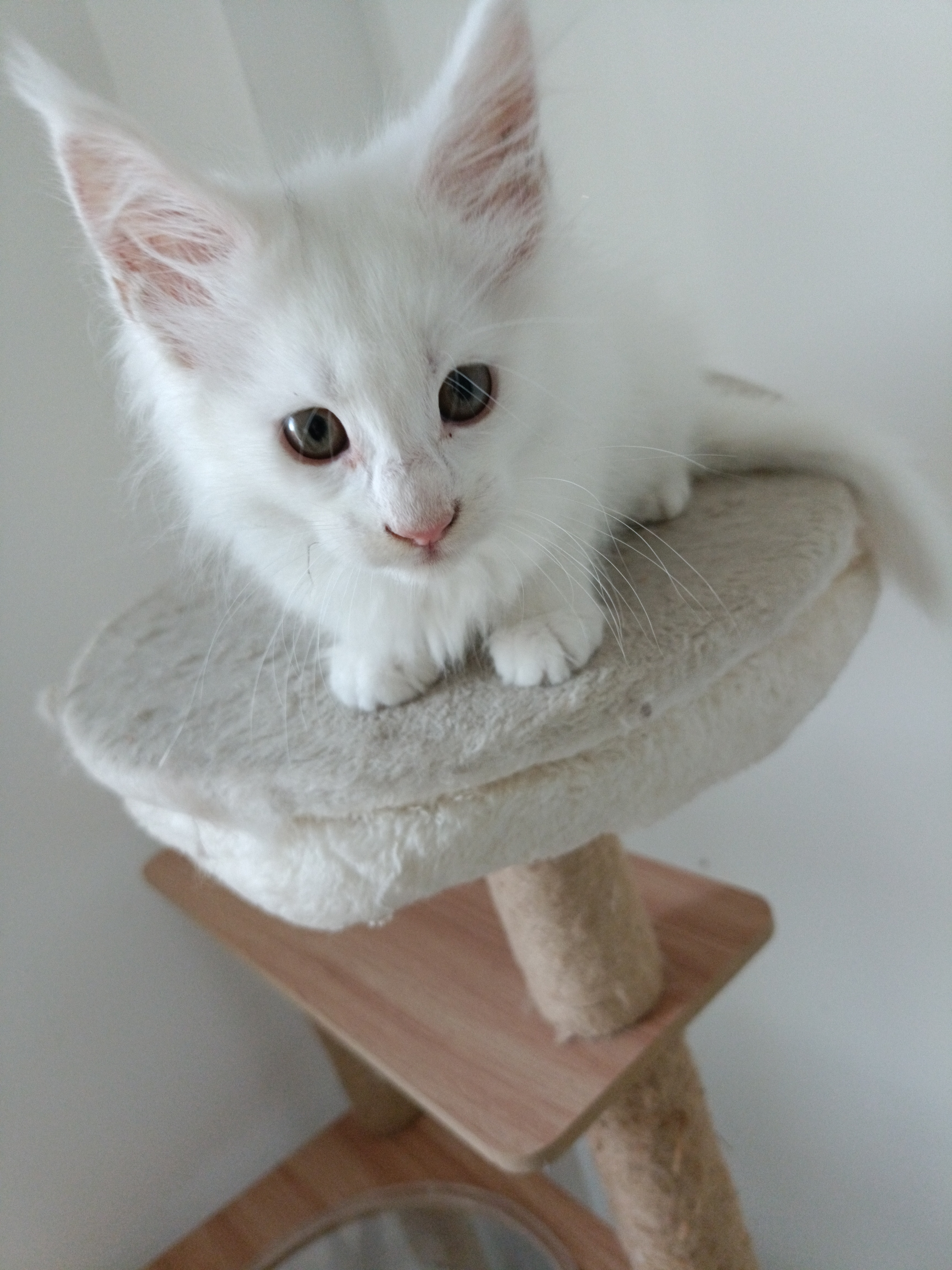 缅因猫